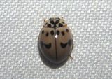 Olla v-nigrum; Ashy Gray Lady Beetle 
