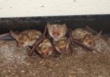 Pallid Bats 