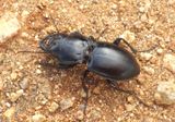 Pasimachus californicus; Ground Beetle species