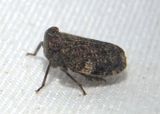 Picumna chinai; Issid Planthopper species