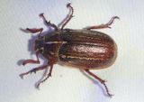 Polyphylla Lined June Beetle species