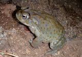 Sonoran Desert Toad