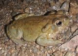 Sonoran Desert Toad 