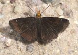 Staphylus ceos; Golden-headed Scallopwing