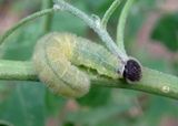 Staphylus ceos; Golden-headed Scallopwing caterpillar