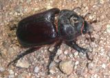 Strategus aloeus; Ox Beetle species; female