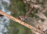 Ululodes bicolor; Owlfly species
