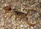 Vaejovis spinigerus; Arizona Stripedtail Scorpion 