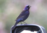 Varied Bunting; male 