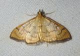 4959 - Anania labeculalis; Crambid Snout Moth species