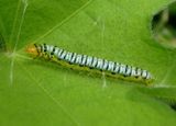 4960-4973 - Hahncappsia Crambid Snout Moth species caterpillar
