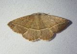 6940 - Eusarca tibiaria; Geometrid Moth species 