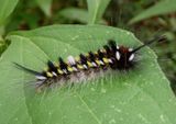 7664 - Apatelodes pudefacta; Pudefacted Apatelodes Moth caterpillar 