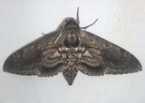 7776 - Manduca quinquemaculatus; Five-spotted Hawk Moth 