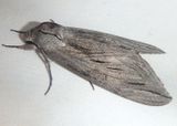 7802 - Sphinx chersis; Great Ash Sphinx