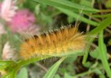 8253 - Pygarctia roseicapitis; Tiger Moth species caterpillar
