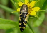 Acmaeodera solitaria; Metallic Wood-boring Beetle species