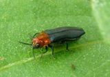 Agrilus heterothecae; Metallic Wood-boring Beetle species