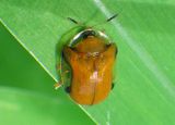 Charidotella emarginata; Tortoise Beetle species 