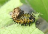 Chelymorpha phytophagica; Tortoise Beetle species larva 