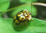 Deloyala lecontii; Tortoise Beetle species