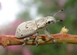 Ericydeus lautus; Broad-nosed Weevil species