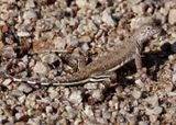Zebra-tailed Lizard