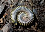 Anadenobolus monilicornis; Millipede species; exotic