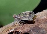 Bothriocera transversa; Ciixid Planthopper species
