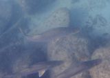 Common Snook 