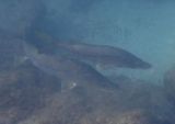 Common Snook 
