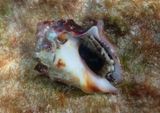 Deltoid Rock Shell