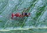 Hoplocheiloma totliana; Stilt-legged Fly species