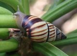 Mesembrinus multilineatus; Lined Treesnail 
