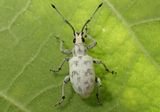 Myllocerus undecimpustulatus; Sri Lanka Weevil; exotic