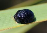 Hemisphaerota cyanea; Palmetto Tortoise Beetle