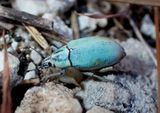 Pachnaeus litus; Blue-green Citrus Root Weevil