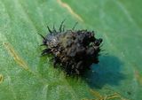 Charidotella sexpunctata; Golden Tortoise Beetle larva