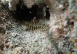 Commensal Brittlestar