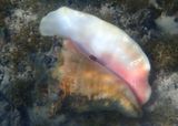 Queen Conch 