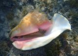 Queen Conch 