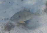 Sea Bream 