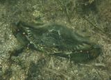 Atlantic Blue Crab