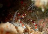 Banded Coral Shrimp 