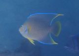 Blue Angelfish 
