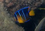Blue Angelfish; juvenile 