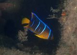 Blue Angelfish; juvenile 