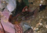 Crested Goby