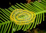 Elysia velutinus; Sea Slug species eggs 