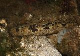 Florida Sea Cucumber 
